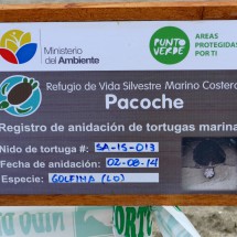 Protection and registration of the turtle's eggs